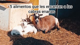 5 alimentos favoritos de las cabras enanas [upl. by Dietrich]