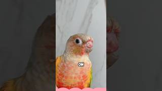 Parrot with beak accidentally caught in door shortvideo animals healing pets birds love [upl. by Adiazteb]