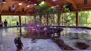 Gumbo Limbo Nature Center nature fish gumbolimbonaturecenter bocaratonflorida [upl. by Brew]