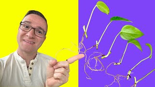 Pothos Propagation Easiest way to a FULL PLANT from SCRATCH [upl. by Oneladgam]