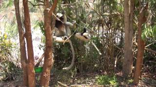 cute sifaka jumping HD [upl. by Assirek]