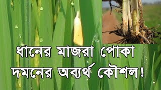 How to control Rice Yellow Stem Borer Special Tips ধানের মাজরা পোকা দমন [upl. by Ahsyt]