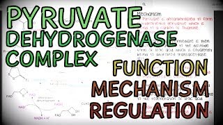 The Pyruvate Dehydrogenase Complex  Function Mechanism and Regulation [upl. by Nomzzaj861]