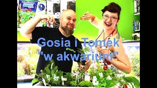 Gosia i Tomek quotw akwariumquot Część 1 O roślinach łatwych w hodowli dla początkujących akwarystów [upl. by Ellimaj]