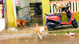 dog vs monkey fight funny video angry monkey vs doglangur monkey vs dog fightlangur animal [upl. by Edita]