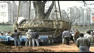 DaejiDevelopmentnurse tree transplanting for gulpochen [upl. by Acenom]