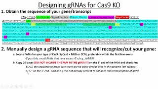 Designing gRNA Oligos to Clone into Cas9 Expression Plasmids for KO Experiments [upl. by Celio]