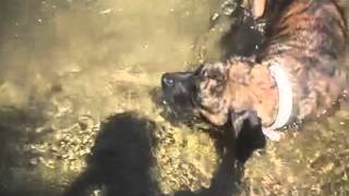 presa canario swimming [upl. by Mastrianni]