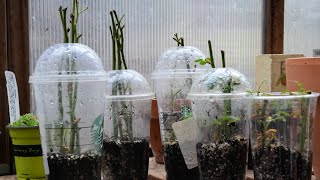 How to Root Rose Cuttings Fast and Easy  Rose Propagation Part 1 [upl. by Salesin]