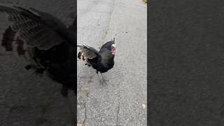 Turkey trot 🦃🏃‍♀️😱turkey wildlife encounter scary shoo exercise welcomehome [upl. by Ssyla630]