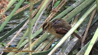 Trabajador o Junquero Phleocryptes melanops [upl. by Drofnats]