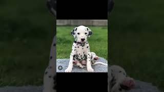 Dalmatien 😍 chien dalmatien [upl. by Aleka860]