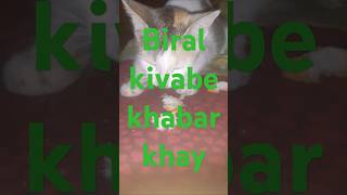 Biral kivabe khabar khay DEKHUN🐸🐸🐸 cat cute love [upl. by Jahdal]