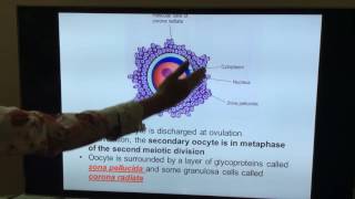 General Embryology  Part II  First and second week of development by Dr Vijaya [upl. by Genvieve]