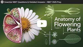 Anatomy of Flowering Plants NEET Biology Question and Answer [upl. by Osmen]