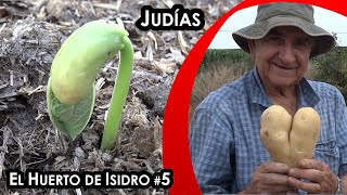 El huerto de Isidro 5 Judías [upl. by Wende]