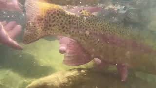 Adventure Fly Co Catch and Release Bow in Truckee River Underwater [upl. by Dusen]