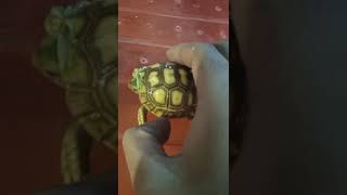 African Sulcata Tortoise Hatchling [upl. by Lanos]