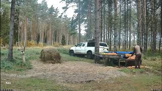 Hirvekaamera  Cervus elaphus  Estonia  Dostawa 🥕 i pierwsi chętni 😊 [upl. by Mead]