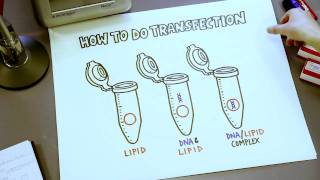 How To Do Transfection Short Overview Illustrated on Bench Paper [upl. by Gnoc]