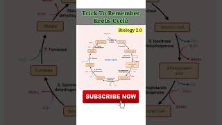 Krebs Cycle  Biology 20 [upl. by Krystin]