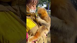 Tiny cuddly golden snub nosed monkey pet cute pets animals [upl. by Dracir334]