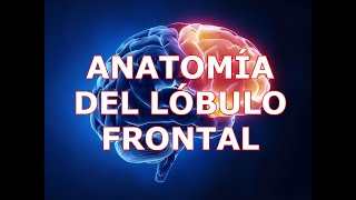 ANATOMÍA DEL LÓBULO FRONTAL [upl. by Canotas648]