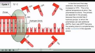 PCR Animation  Polymerase chain reaction animation [upl. by Dahsar]