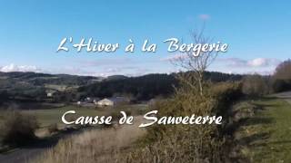 BREBIS ET AGNEAUX A LA BERGERIE  LOZERE  LEVEJAC [upl. by Limemann]