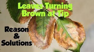 Plant leaves Turning Brownपोधौ की पत्तियों की टिप का जलना [upl. by Warms634]