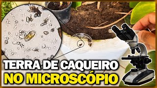 Analisando terra de caqueiro no microscópio [upl. by Naneik]