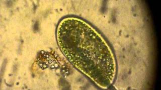 Paramecium digeriendo microalgas [upl. by Idarb]