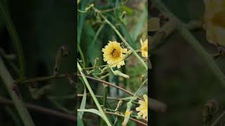 Little bees working hard to collect honey [upl. by Nellak]