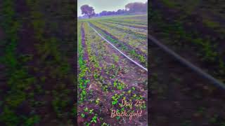 Kisan Kisan black gold Jay Shri sanvariya Seth short video viral [upl. by Notnek]