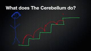 026 The Function of the Cerebellum [upl. by Ojyram]