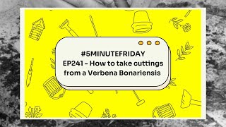 EP241  How to take cuttings from a Verbena Bonariensis 5minutefriday [upl. by Susi]