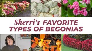 Sherris Favorite Types of Begonias [upl. by Dorine]