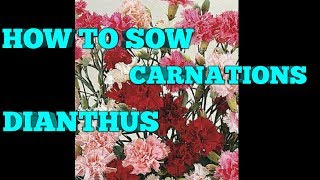 HOW TO GROW CARNATIONS DIANTHUS PINKS FROM SEED [upl. by Averill]