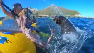 Seal slaps kayaker in the face with an octopus [upl. by Eanram344]