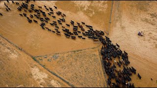 Cattle Muster in Outback Australia From Above [upl. by Kloman49]