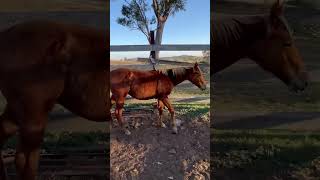 Caboolture Horse Sale “RSR Time Cat” [upl. by Hamish]