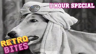 Lassie  1 Hour Special  Lassie English Full Episodes 🐕 [upl. by Teodorico]