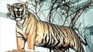 The “Extinct” Javan Tiger Is Still Alive [upl. by Sorci782]