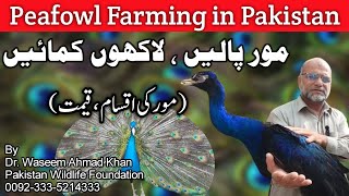 Peacock Farming in Pakistan  Biggest Peacock Farm in Pakistan  Farming Business in Pakistan [upl. by Winne615]