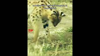 😱Notorious Snake Hunters  SERVAL CATS  Serval Cat Hunts Rattlesnake wildlife hunting snakes [upl. by Anorahs]