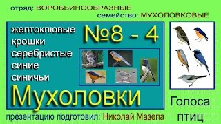 Мухоловка Синие Синичьи Крошки Серебристые Желтоклювые Голоса птиц [upl. by Ettenahs]