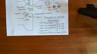 The Opioid Receptors Part 8 [upl. by Dorcus]