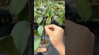 Grow orchids blooming brilliantly gardening [upl. by Llenra]