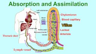 Absorption and AssimilationVILLUS vitamins and water enter into body fluids through the villi [upl. by Rammaj996]