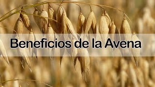 Beneficios de la Avena  Conoce TODAS las Propiedades de la Avena y Para que Sirve [upl. by Eveline]